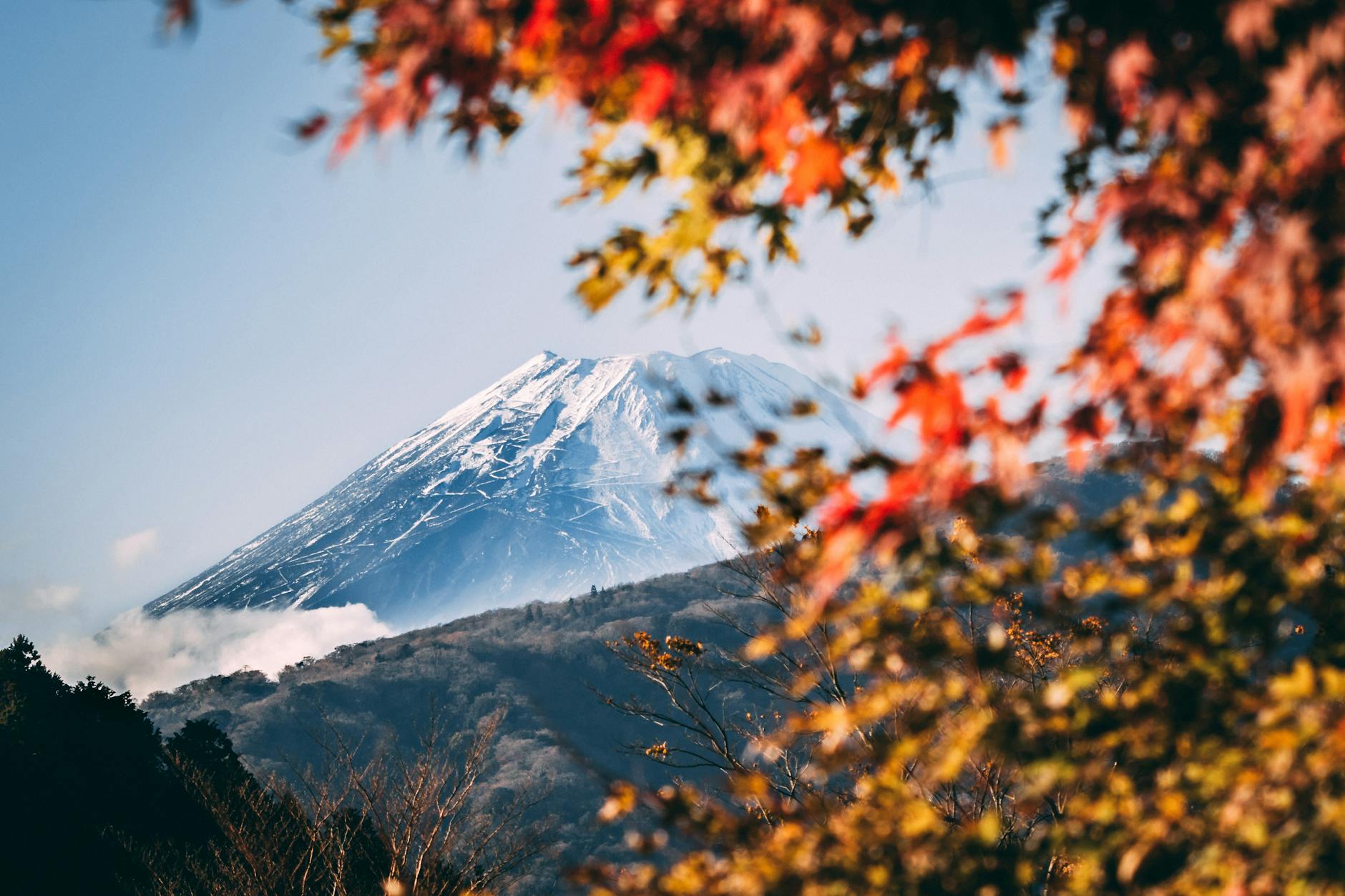 Which Consultancy is Best for Japan